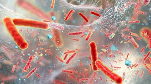 Steam vapour: better against biofilms than conventional disinfectants?