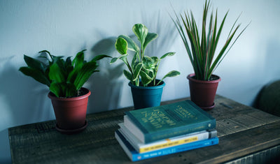 The 9 Best Indoor Plants to Help With Allergies