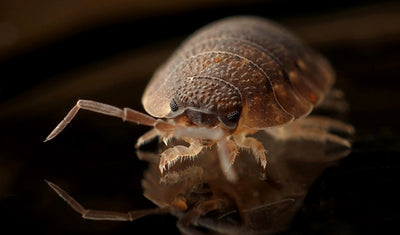 Bed Bug Steamer: How to Kill Bed Bugs With Steam